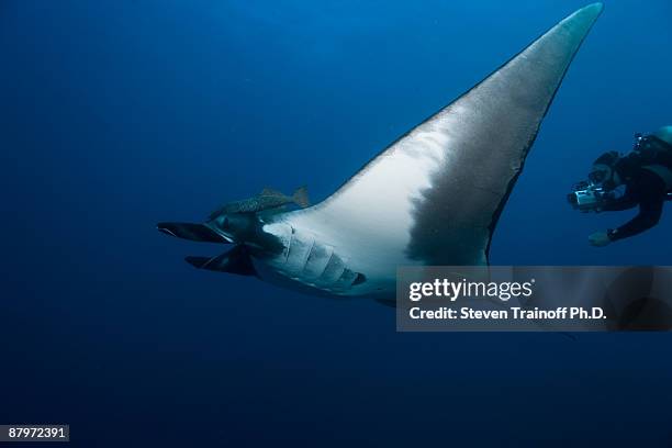 manta and diver - socorro island stock pictures, royalty-free photos & images