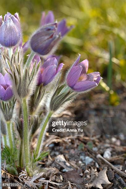 pasque flower (pulsatilla grandis) - pulsatilla grandis stock pictures, royalty-free photos & images