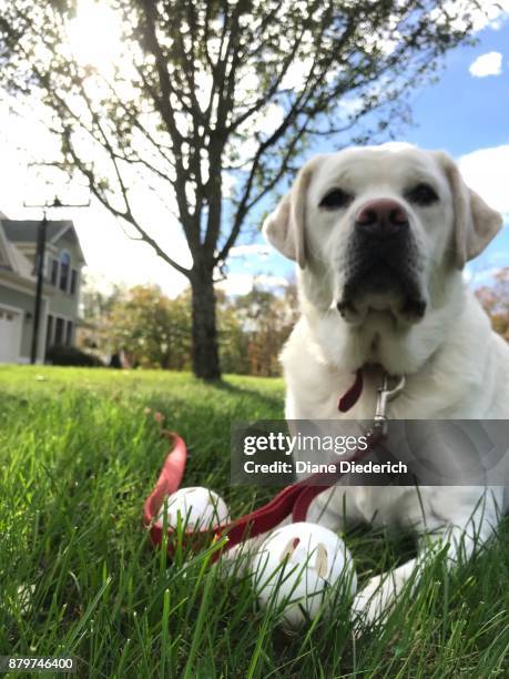 lab playing outside - diane diederich fotografías e imágenes de stock