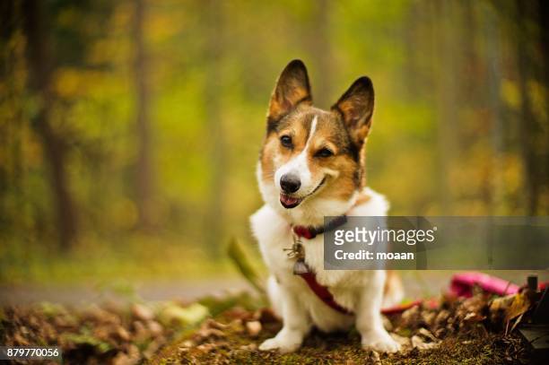 welsh corgi dog sitting in the northern forest - mutsu ストックフォトと画像
