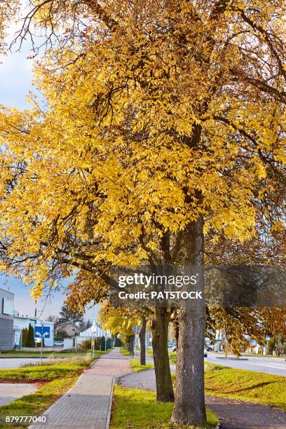 ash trees along sidewalk - ash tree leaf photo vertical stock pictures, royalty-free photos & images