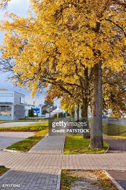 ash trees along sidewalk - ash tree leaf photo vertical stock pictures, royalty-free photos & images