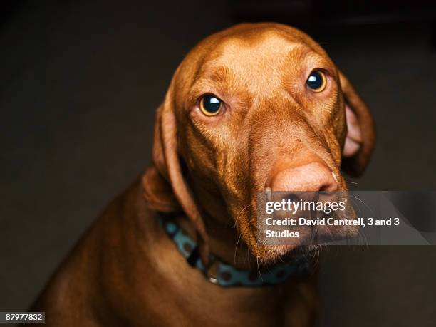 head shot of dog  - vizsla stock pictures, royalty-free photos & images