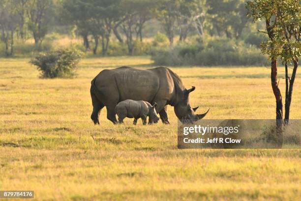 rhino pair - rhino stock pictures, royalty-free photos & images