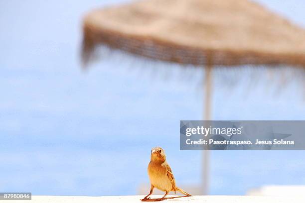 a sparrow's holidays  - almuñecar stockfoto's en -beelden