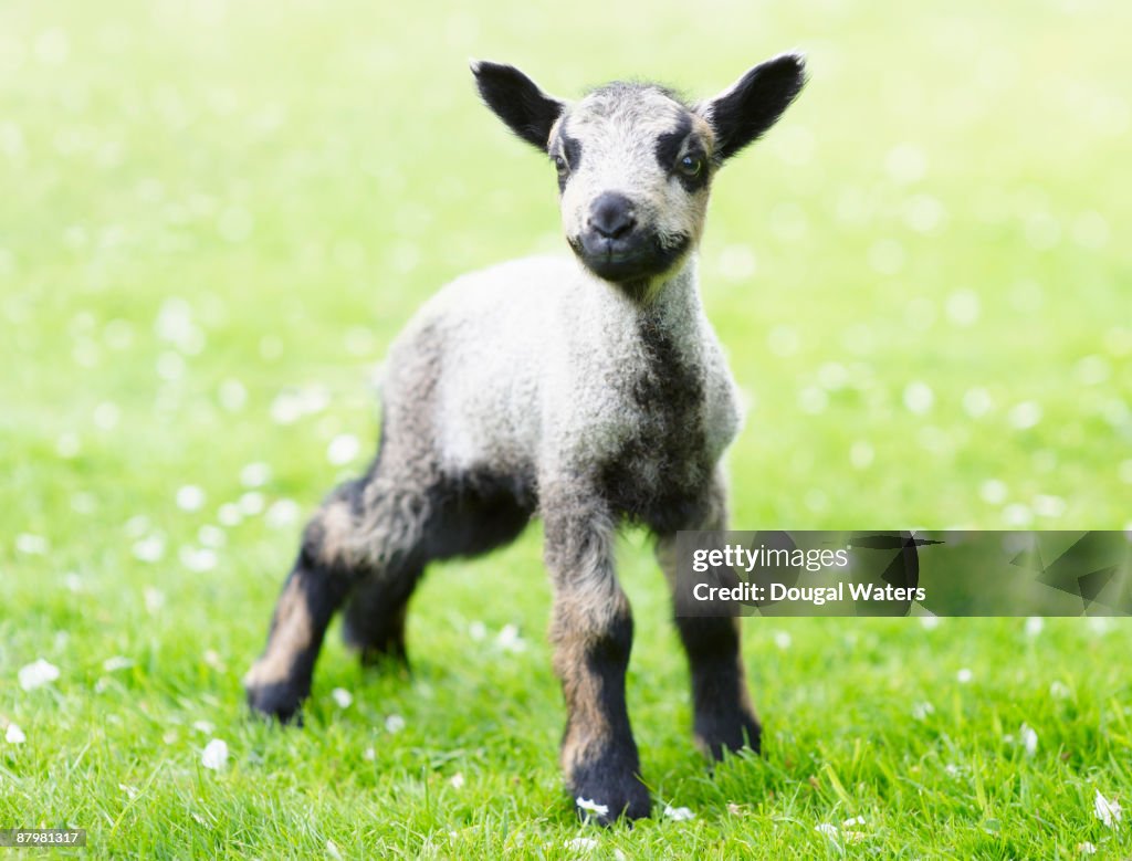 Young lamb in countryside.