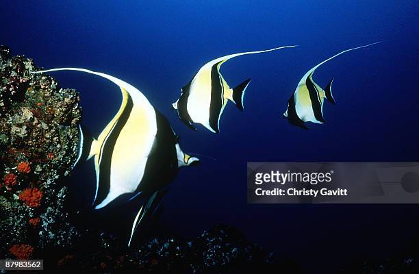 moorish idols swimming along a reef - halfterfisch stock-fotos und bilder