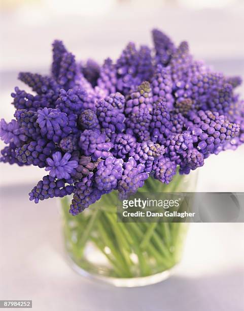 muscari in glass - hyacinthaceae stock pictures, royalty-free photos & images