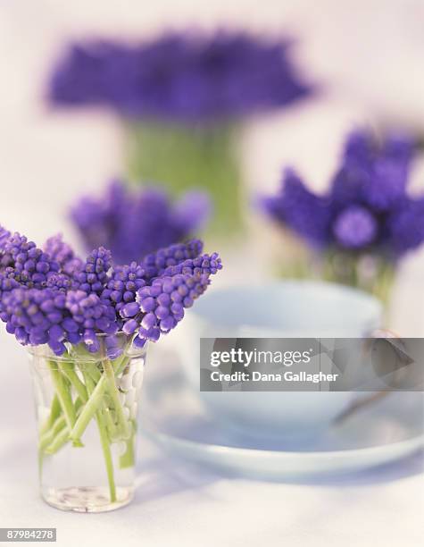 muscari flowers with cup and saucer - hyacinthaceae stock pictures, royalty-free photos & images