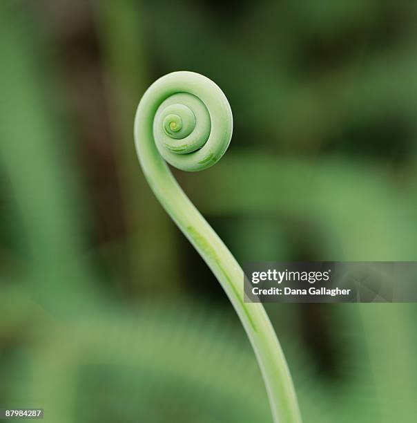 fern fiddlehead - broto de samambaia imagens e fotografias de stock