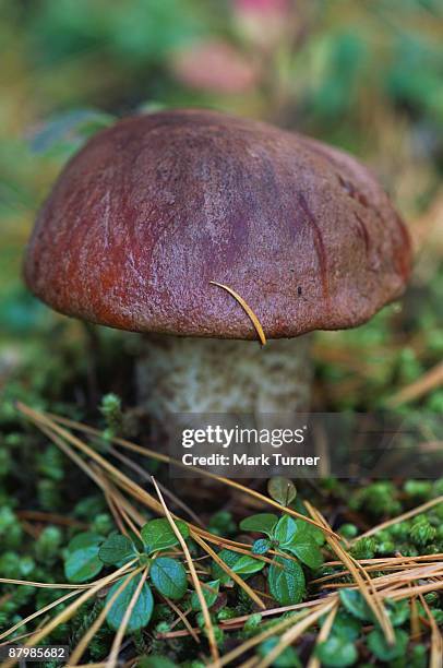 rough-stemmed bolete mushroom - birch bolete stock pictures, royalty-free photos & images