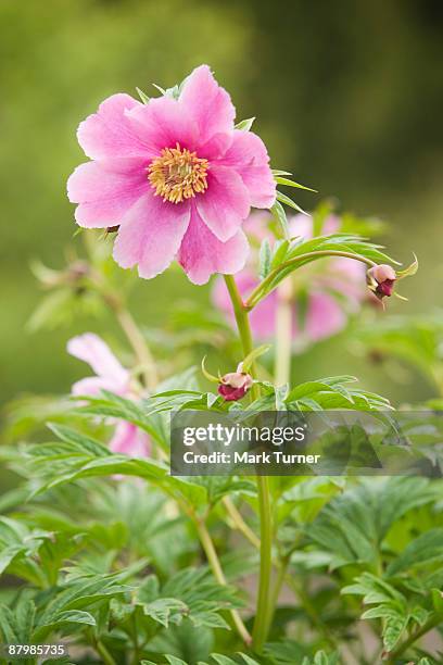 paeonia veitchii flower - veitchii stock pictures, royalty-free photos & images