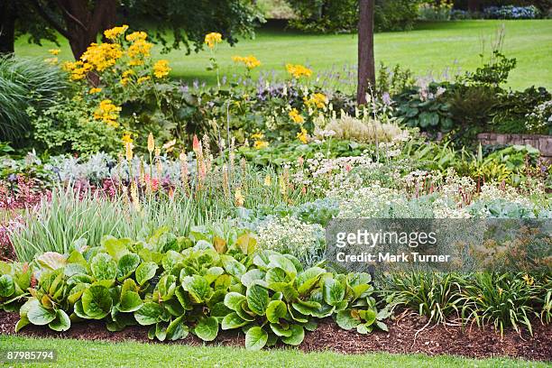 perennial bed with bergenia , daylilies , ornamental sea kale , red hot poker , and ligularia - taglilie stock-fotos und bilder
