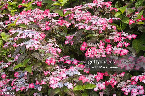 veitchii lacecap hydrangea blossoms and foliage - veitchii stock pictures, royalty-free photos & images