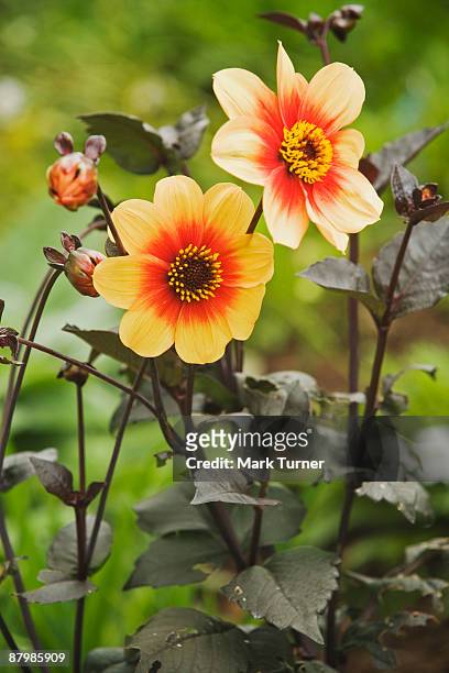 moonfire dahlia blossoms and foliage - daisy family stock pictures, royalty-free photos & images