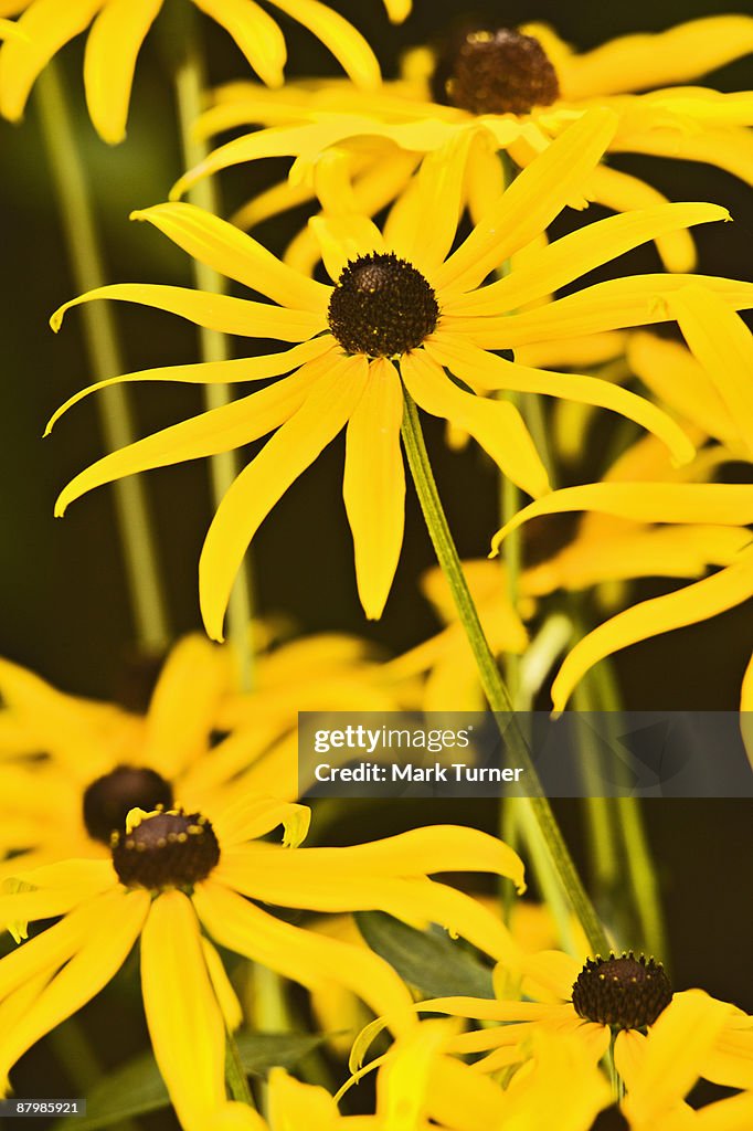 Rudbeckia laciniata or black-eyed Susan