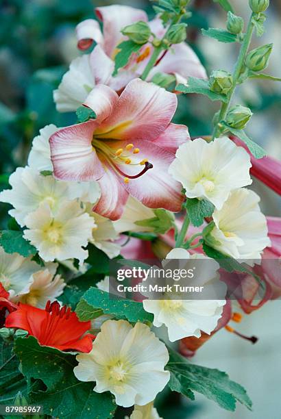 lily and hollyhock blossoms - asiatic lily - fotografias e filmes do acervo