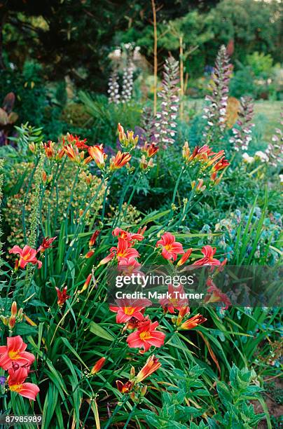 red daylilies with acanthus flowers - bear's breeches stock pictures, royalty-free photos & images