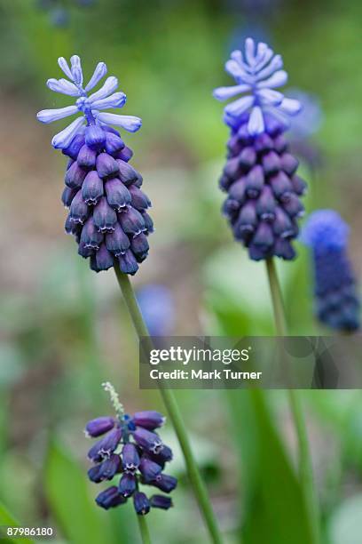 grape hyacinths - muscari latifolium stock pictures, royalty-free photos & images