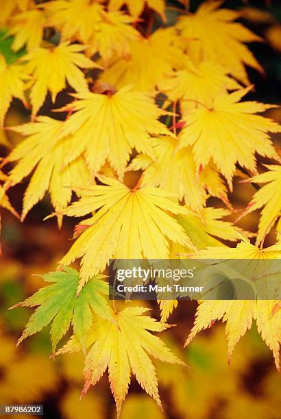 full moon maple foliage - japanischer goldahorn stock-fotos und bilder