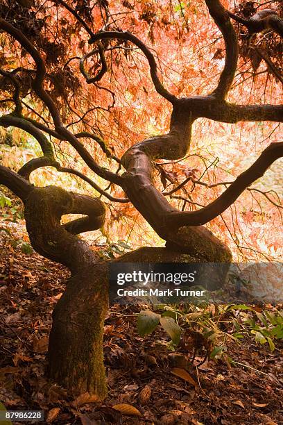 japanese maple tree - washington park arboretum stock-fotos und bilder