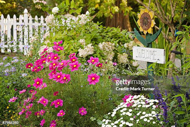 welcome sign in perennial border - chrysanthemum parthenium stock pictures, royalty-free photos & images
