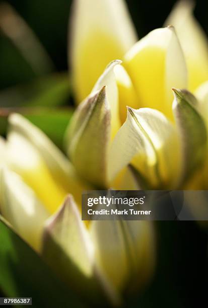 tulips - tulipa tarda stock pictures, royalty-free photos & images