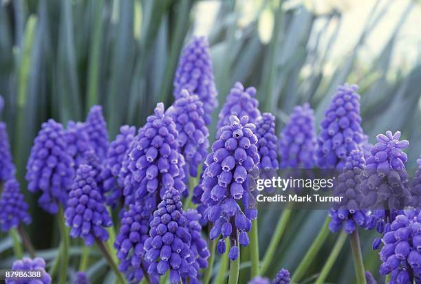 grape hyacinths blooming - muscari armeniacum stock pictures, royalty-free photos & images