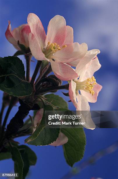 apple blossoms - mutsu stock pictures, royalty-free photos & images