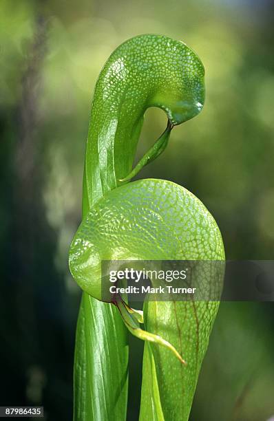 pitcher plants - cobra lily stock pictures, royalty-free photos & images