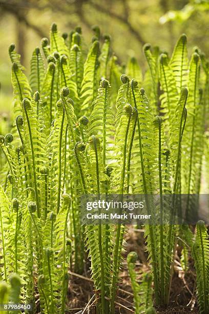 ostrich ferns - polypodiaceae stock pictures, royalty-free photos & images