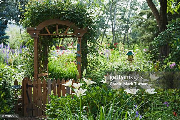 centerfold asiatic hybrid lily with vine covered arbor over gate leading to backyard garden - asiatic lily - fotografias e filmes do acervo