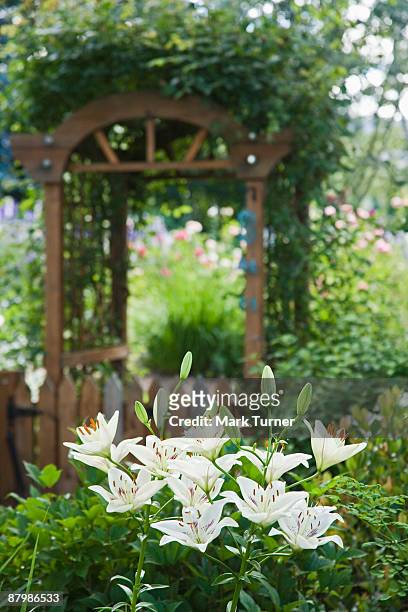 vine covered arbor over gate leading to backyard garden with centerfold asiatic hybrid lily - asiatic lily - fotografias e filmes do acervo