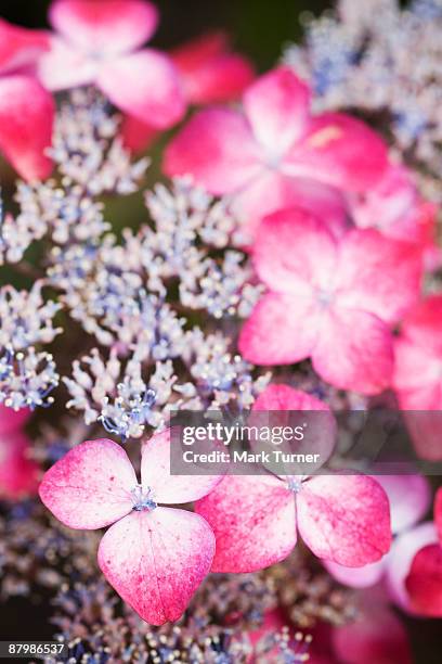 veitchii lacecap hydrangea blossoms - hydrangea lacecap stock pictures, royalty-free photos & images