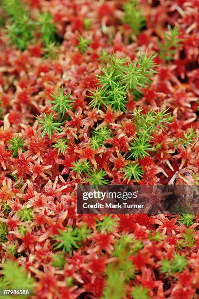 green and red mosses comingling - lycopodiaceae stock pictures, royalty-free photos & images