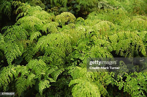 lush maidenhair ferns - polypodiaceae stock pictures, royalty-free photos & images