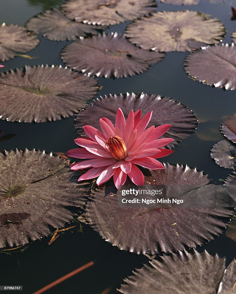 Waterlily and lily pads