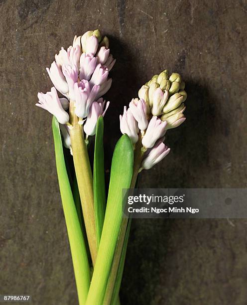 pale purple hyacinths - hyacinthaceae stock pictures, royalty-free photos & images