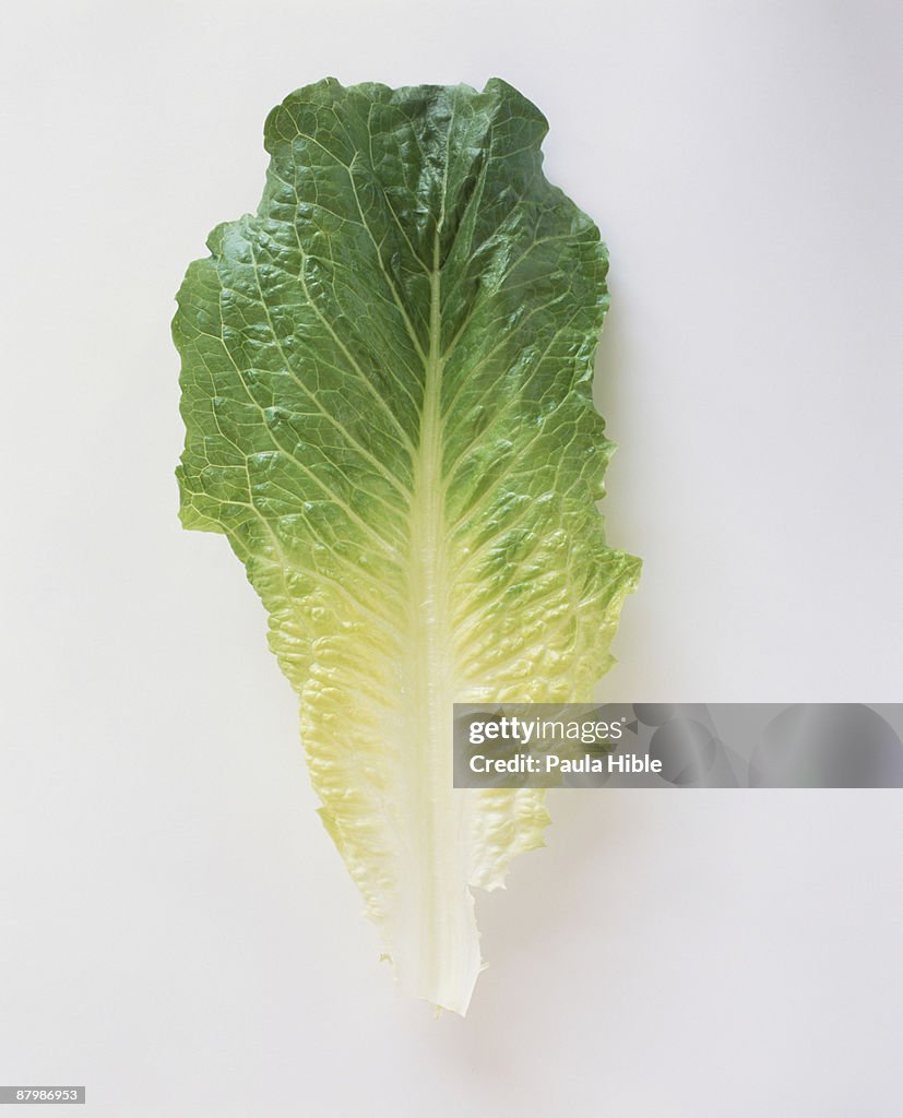 Romaine lettuce leaf