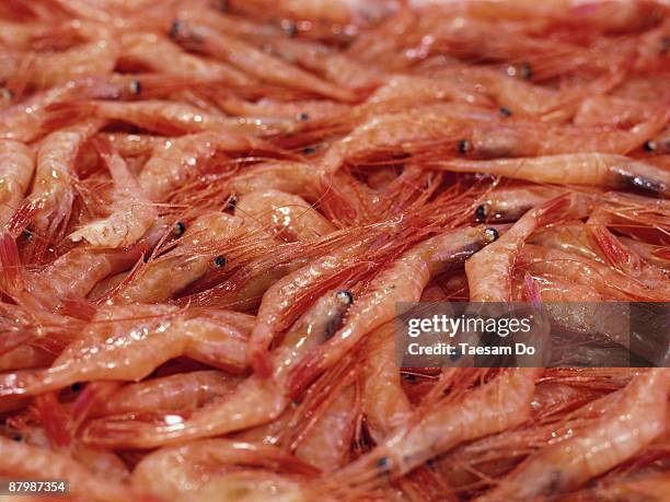 pink shrimp - boiled shrimp stock pictures, royalty-free photos & images