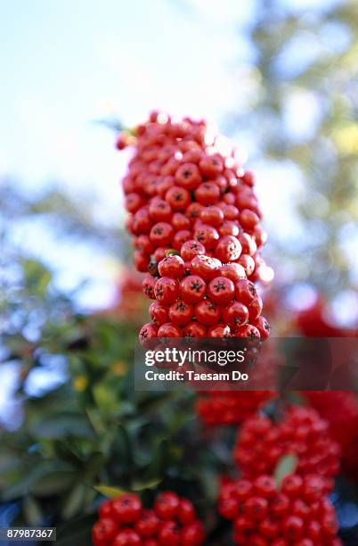 pyracantha berries - pyracantha stock pictures, royalty-free photos & images
