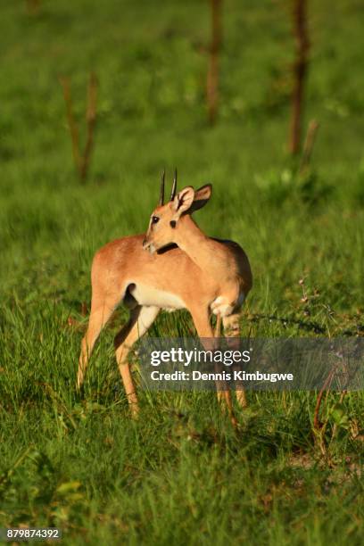 oribi (ourebia ourebi). - oribi stock pictures, royalty-free photos & images