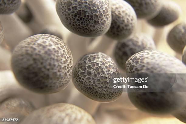 shimeji mushrooms - champignon shimeji photos et images de collection