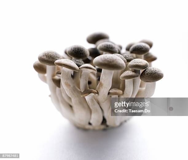 shimeji mushrooms - shimeji mushroom - fotografias e filmes do acervo