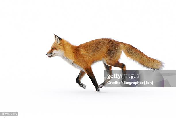 red fox in snow - fox stock pictures, royalty-free photos & images