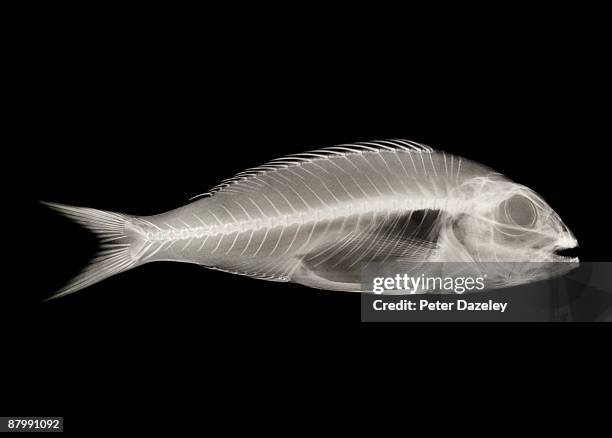 Golden Fish Normal Radiograph 80 Fish Coloured Xray Stock Photos, High-Res Pictures, and Images ...
