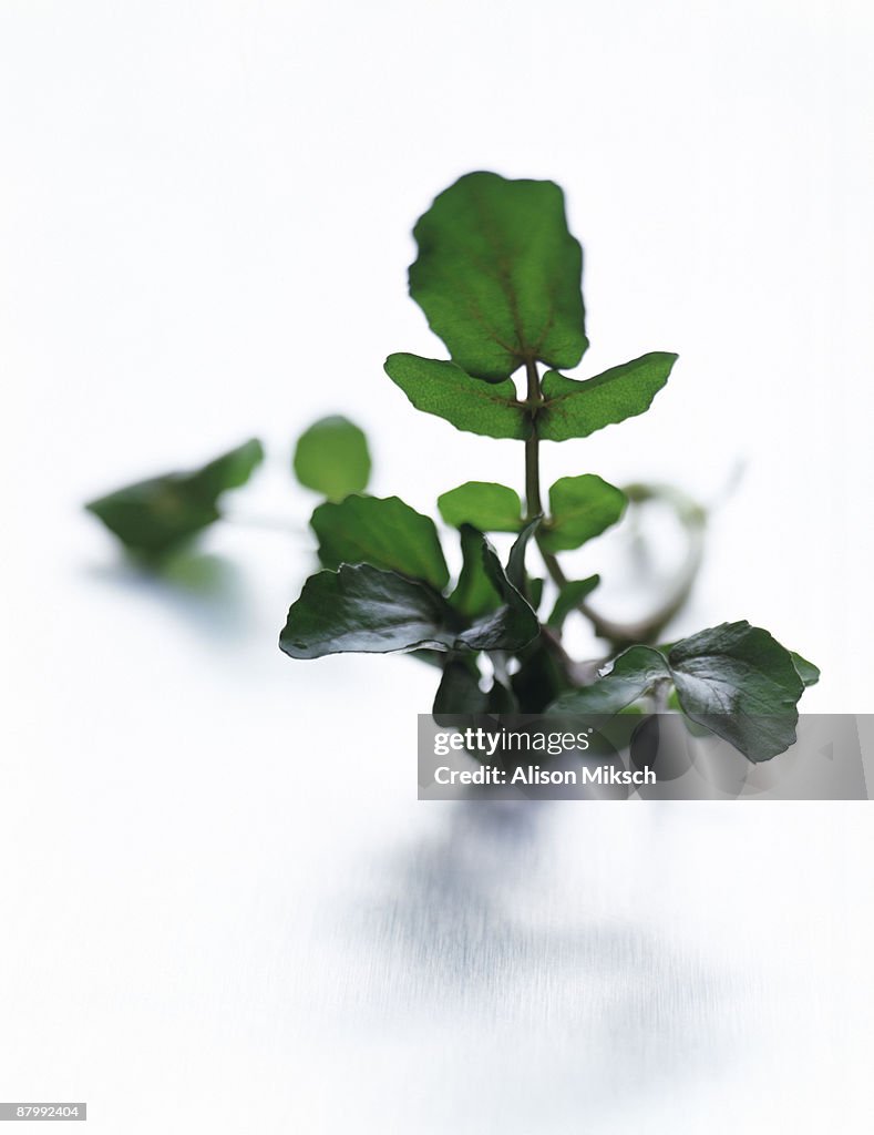 Watercress