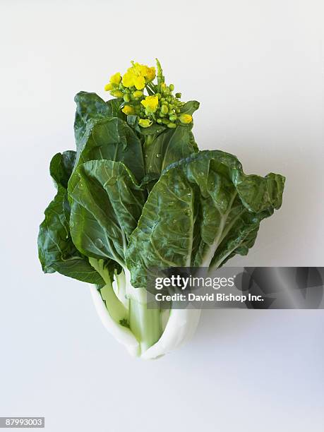 bok choy - cabbage flower stock-fotos und bilder