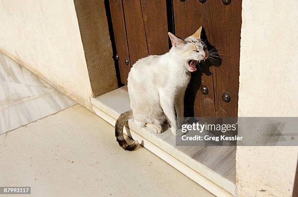 Cat Locking In Cat Locked Out Photos and Premium High Res Pictures - Getty Images