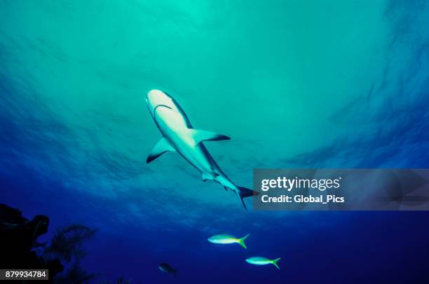 karibisk revhaj (carcharhinus perezii), bahamas - bahama banks bildbanksfoton och bilder